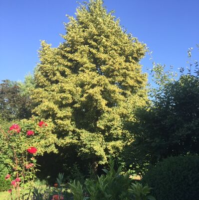 die Linde in unserem Garten