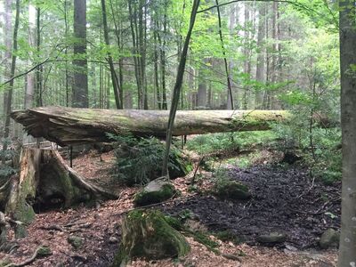 Naturpark Bayerischer Wald
